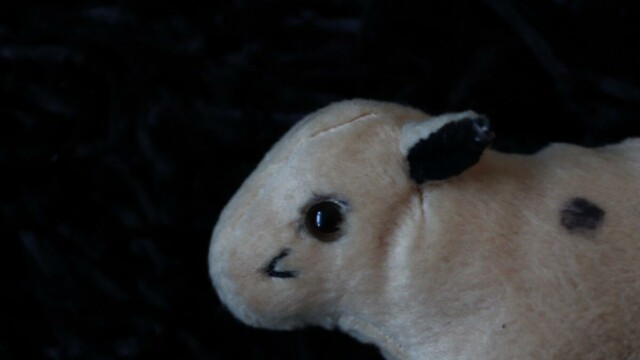 Das kleine Ochsenmodell aus der Geschichte "Tierfreu(n)de"