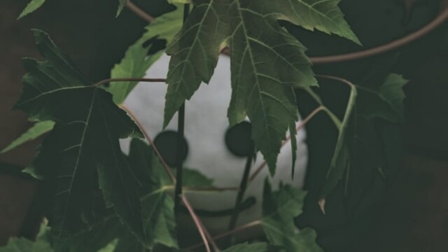 Das Wesen versteckt sich hinter Bonsai-Ahornbäumchen.