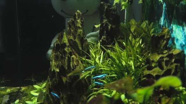Das Wesen steht froh lächelnd auf der Rückseite des Aquariums und beobachtet Fische.